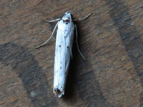 Myelois circumvoluta